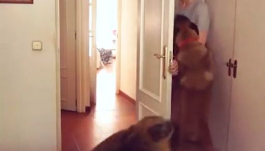 Qentë dhe njerëzit