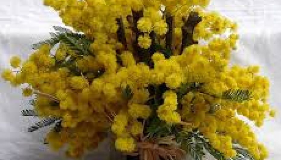 Mësuesja që shpërndante mirënjohjen e dashurisë! 