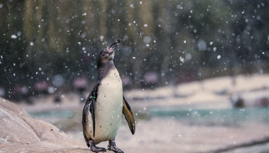 “Djali i vogël” në Londër