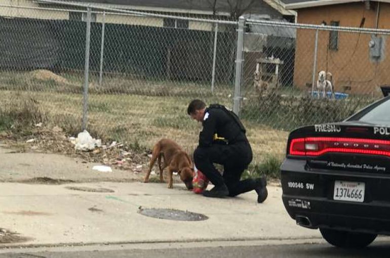 Polici ndalon në mes të rrugës të ndihmojë qenin