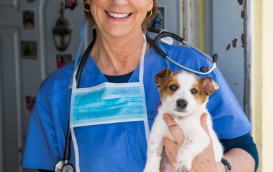 “Protect Me”, fushatë për sterilizimin e kafshëve endacake në Shqipëri