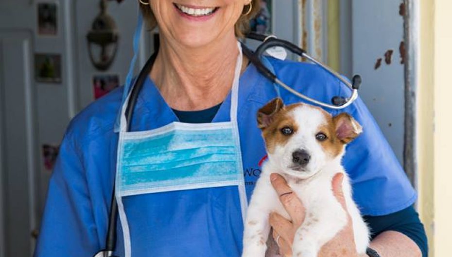 “Protect Me”, fushatë për sterilizimin e kafshëve endacake në Shqipëri