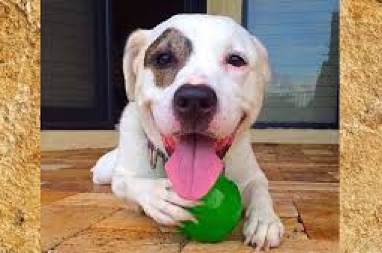 Si munden kafshët t’ju ndihmojnë të doni jetën