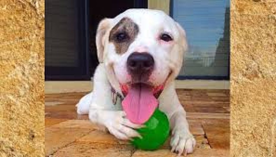 Si munden kafshët t’ju ndihmojnë të doni jetën