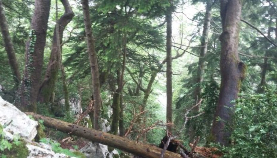 Humbi në Llogara, gazetarja austriake: Ma shpëtoi jetën besa shqiptare