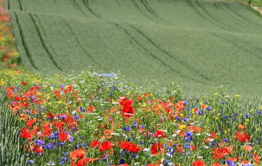 Larg nga pesticidet, thuaj po luleve të egra