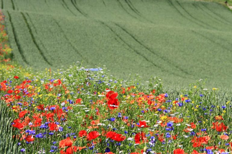 Larg nga pesticidet, thuaj po luleve të egra