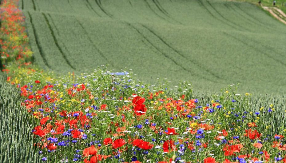 Larg nga pesticidet, thuaj po luleve të egra