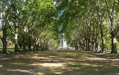 Qyteti u vë adresa pemëve, njerëzit në vend të problemeve shkruajnë deklarata dashurie