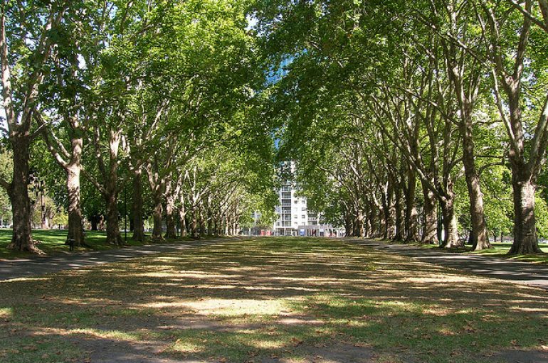 Qyteti u vë adresa pemëve, njerëzit në vend të problemeve shkruajnë deklarata dashurie