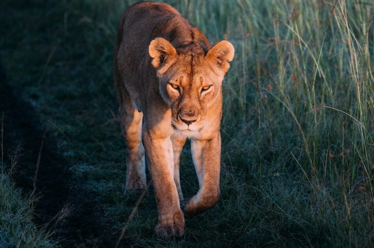 “Reklamuesit që përdorin kafshë duhet të paguajnë për mbrojtjen e tyre”