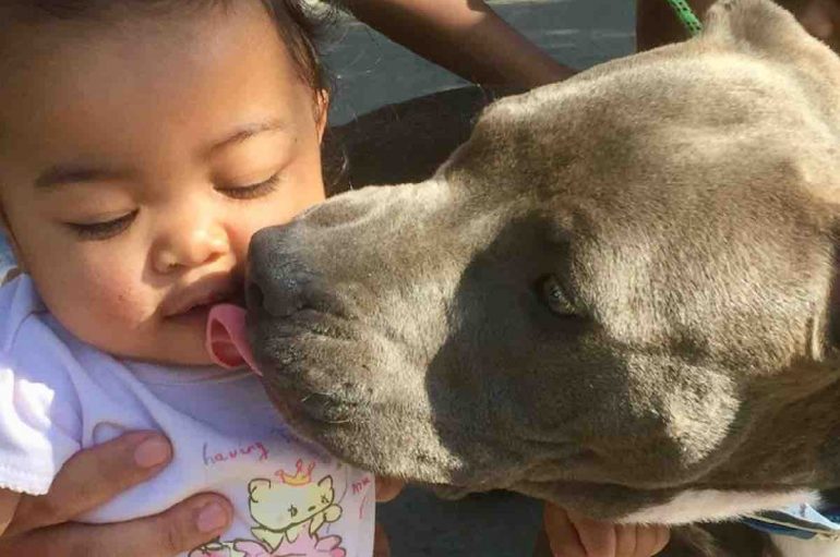 Pit Bull shpëton familjen nga zjarri