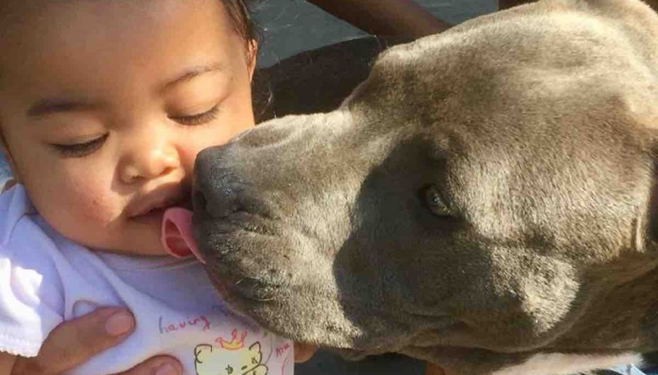 Pit Bull shpëton familjen nga zjarri