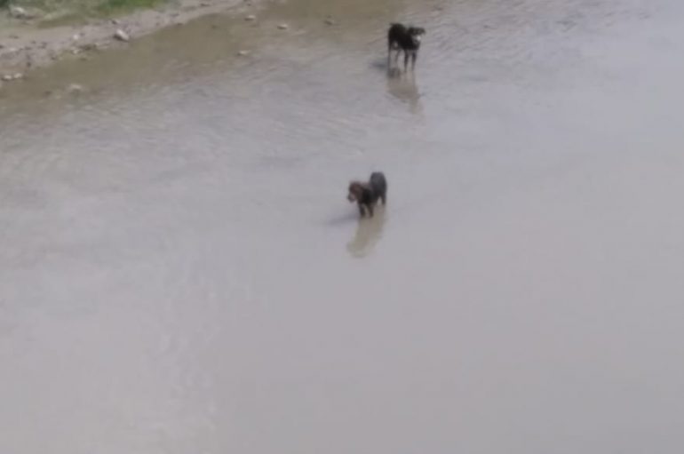 Qentë s’i rezistojnë dot vapës, lahen tek lumi në Kodër Kamëz