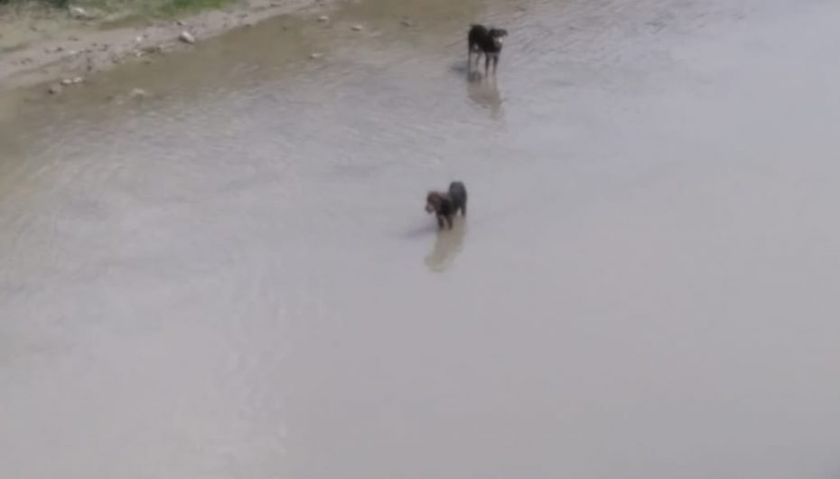 Qentë s’i rezistojnë dot vapës, lahen tek lumi në Kodër Kamëz