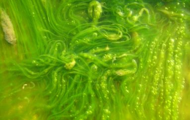 Zbulimi që mund të bëhet global: Alga e kthen minierën toksike në karburant