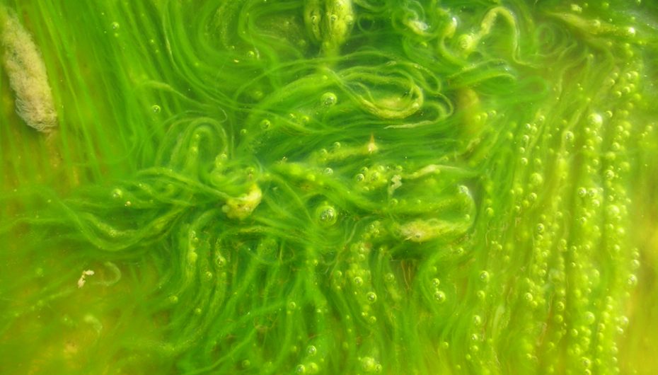 Zbulimi që mund të bëhet global: Alga e kthen minierën toksike në karburant