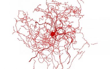 Shkencëtarët identifikojnë një qelizë të re të trurit të njeriut