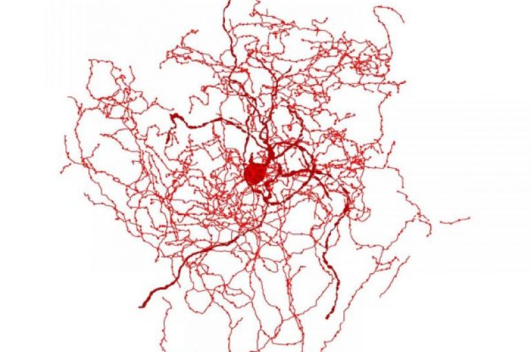 Shkencëtarët identifikojnë një qelizë të re të trurit të njeriut