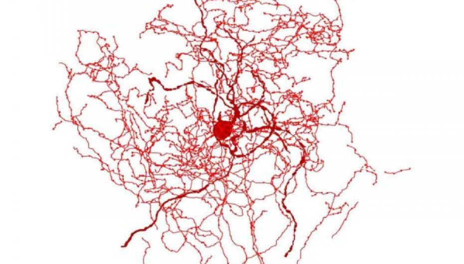 Shkencëtarët identifikojnë një qelizë të re të trurit të njeriut