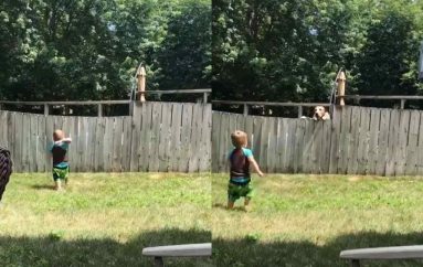 Vogëlushët luajnë me qenin e fqinjit mbi gardh