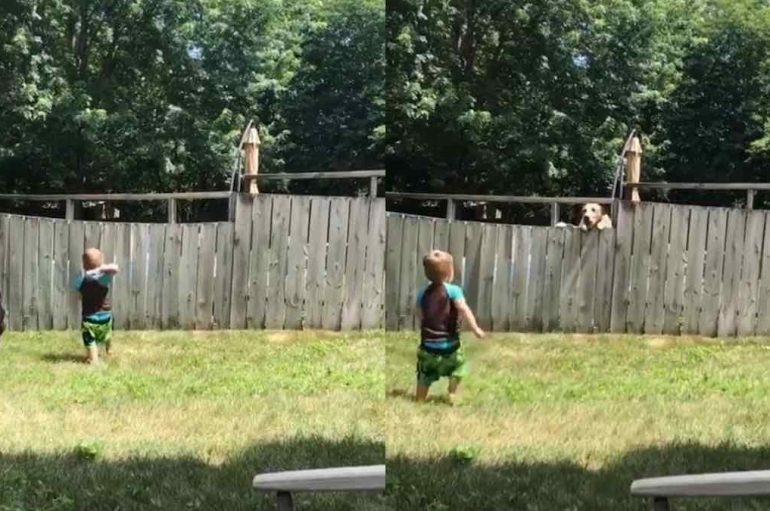 Vogëlushët luajnë me qenin e fqinjit mbi gardh