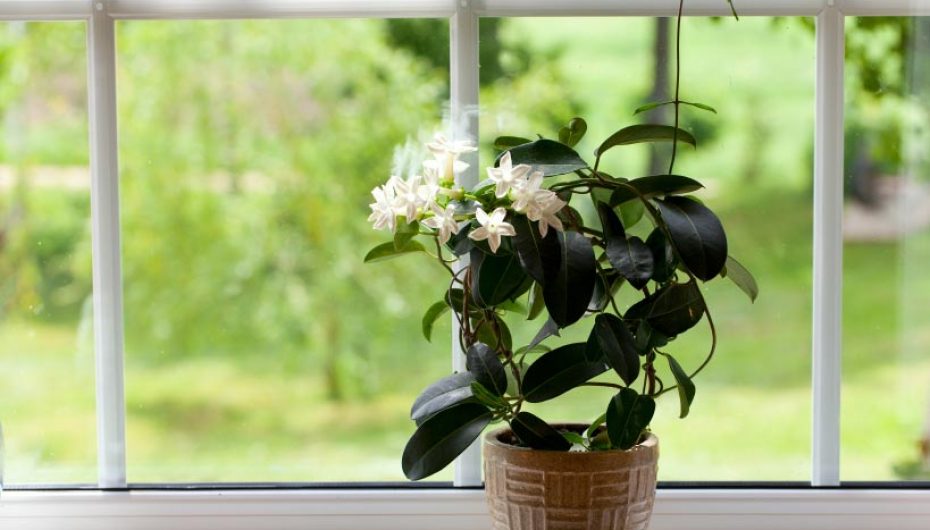 Vendosni këto bimë në dritaren e dhomës së gjumit, janë të dobishme gjatë natës