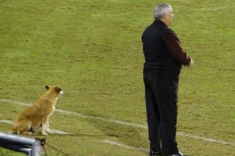 Qeni ndihmës trajner i një ekipi futbolli