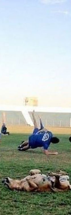 jxg9v-stray-dog-is-assistant-coach-4