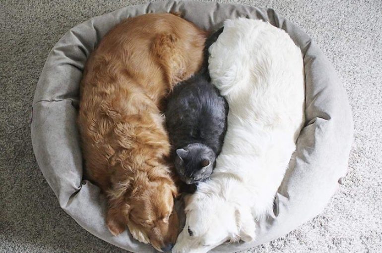 Një zemër e përsosur