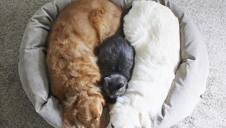 Një zemër e përsosur