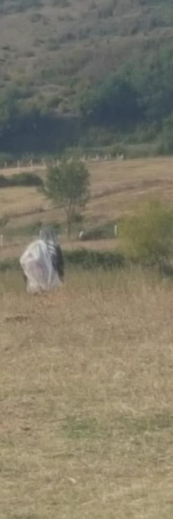 44452592_1807506642708390_3227849711729770496_n