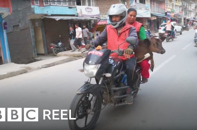 Ky burrë përdor motorin për të shpëtuar lopët e braktisura
