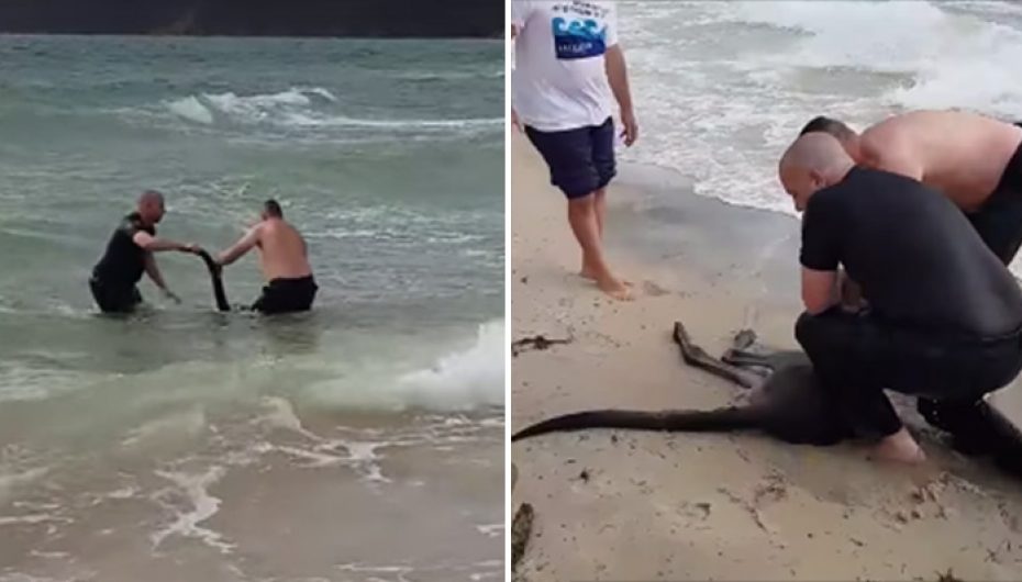 Policia shpëton kangurin që po mbytej