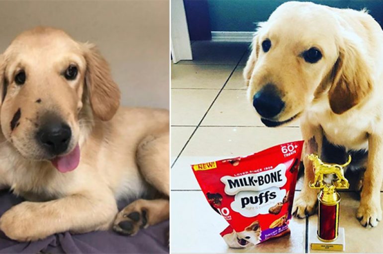 Qeni që shpëtoi pronaren nga gjarpri me zile fiton çmimin “Qeni i Vitit”