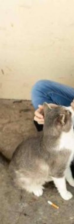 Ruby-Kate-and-Cat-GoFundMe-600×348