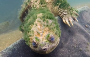 Breshka që përshëndet 