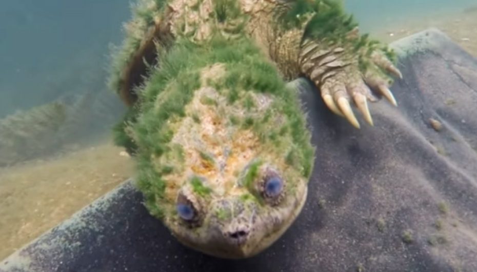 Breshka që përshëndet 