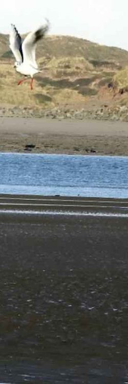 John-Sumner-and-Chirpy-Cropped-SWNS