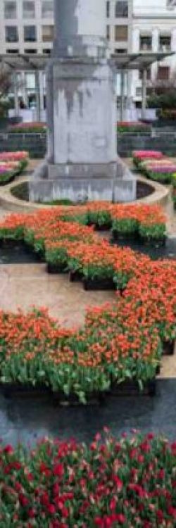 USA-Tulips-American-Tulip-Day-Website-696×420