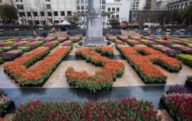 Dita e tulipanëve në Amerikë, mbi 100,000 lule falas për njerëzit