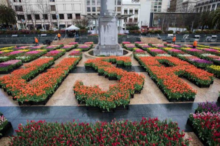 Dita e tulipanëve në Amerikë, mbi 100,000 lule falas për njerëzit