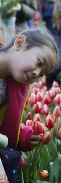 Young-Girl-With-Tulips-American-Tulip-Day-Website