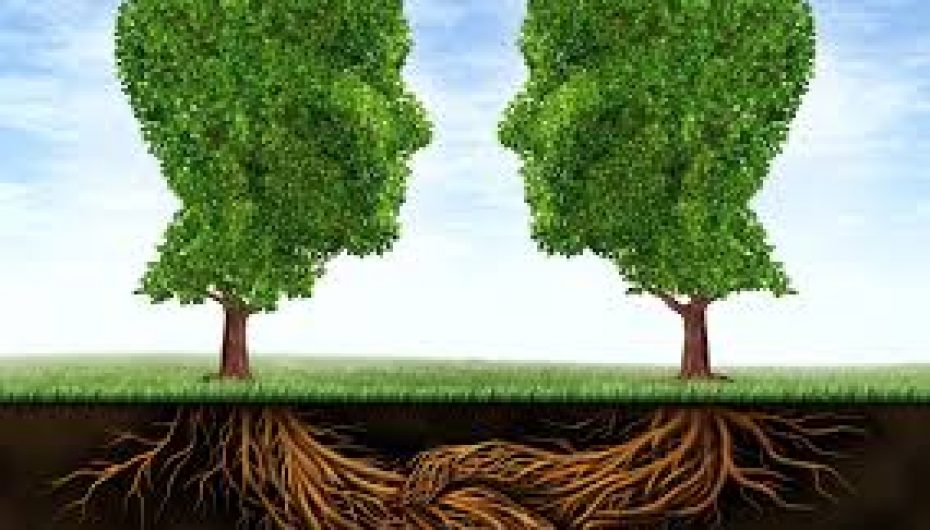 Pemët komunikojnë me njëra-tjetrën