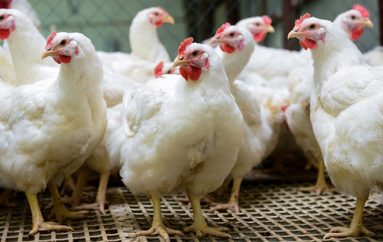 Shteti i Uashingtonit ndalon shitjen e vezëve të pulave në kafaz