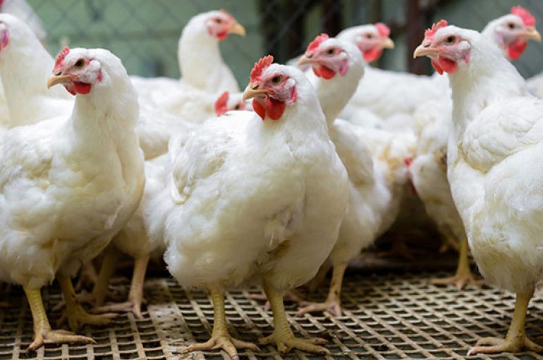 Shteti i Uashingtonit ndalon shitjen e vezëve të pulave në kafaz