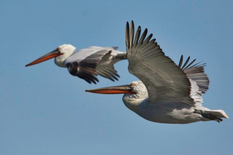 Vëzhguesit e zogjve, trend i ri turistësh në Shqipëri