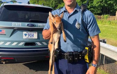 Oficeri shpëton një dre nga autostrada