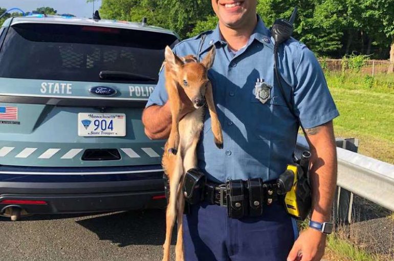 Oficeri shpëton një dre nga autostrada