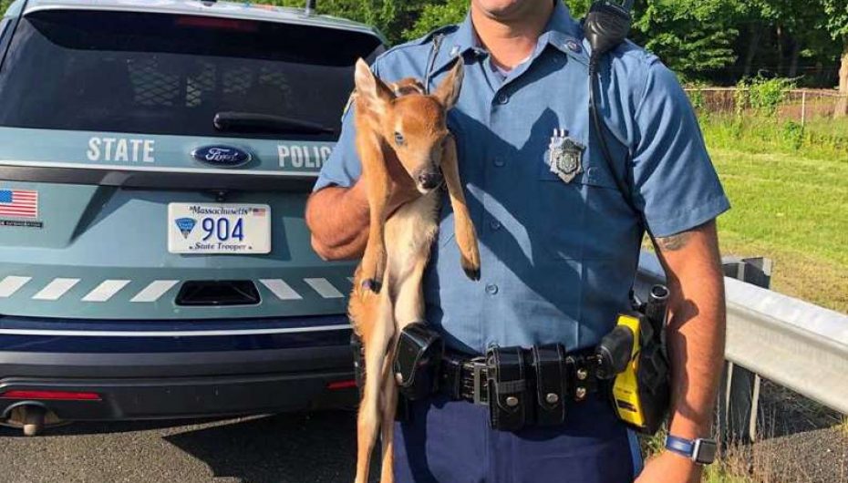 Oficeri shpëton një dre nga autostrada